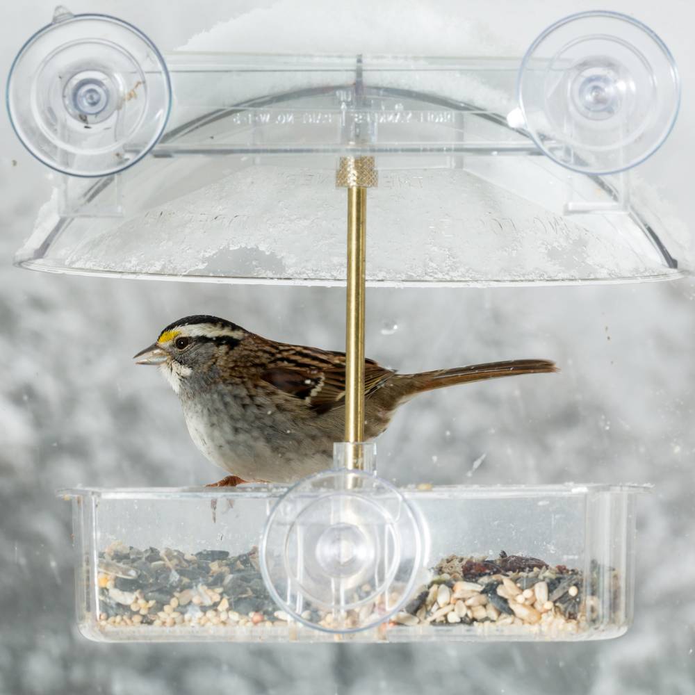 window feeder